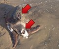 Νάξος: Ακόμα μια νεκρή θαλάσια χελώνα του είδους caretta caretta